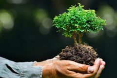 Farmer's hands holding a small tree on nature background